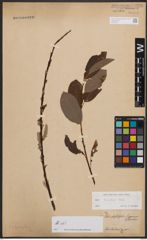 Salix bicolor Ehrh. ex Willd.